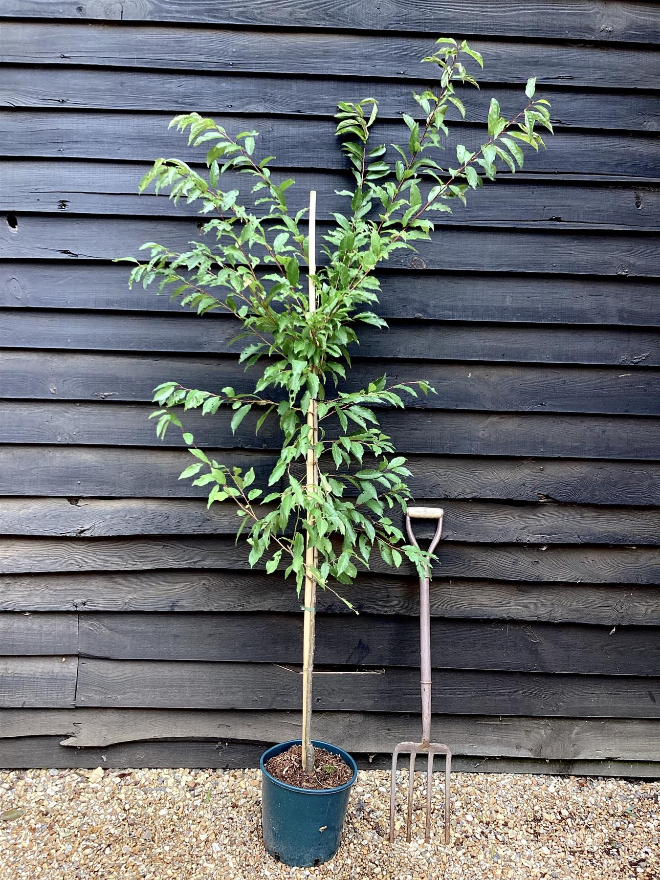 Prunus Nerasifera Pissardii Nigra | Black Cherry Plum - 250-280cm, 10lt