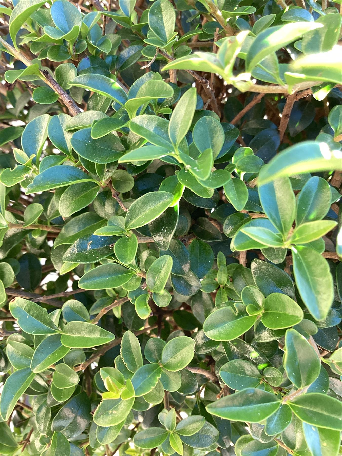 Ligustrum jonandrum | Delavay Privet Tree 1/2 std - 140-160cm, 25lt