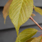 Flowering Cherry | Prunus 'Chocolate Ice' - 180-220cm - 12lt