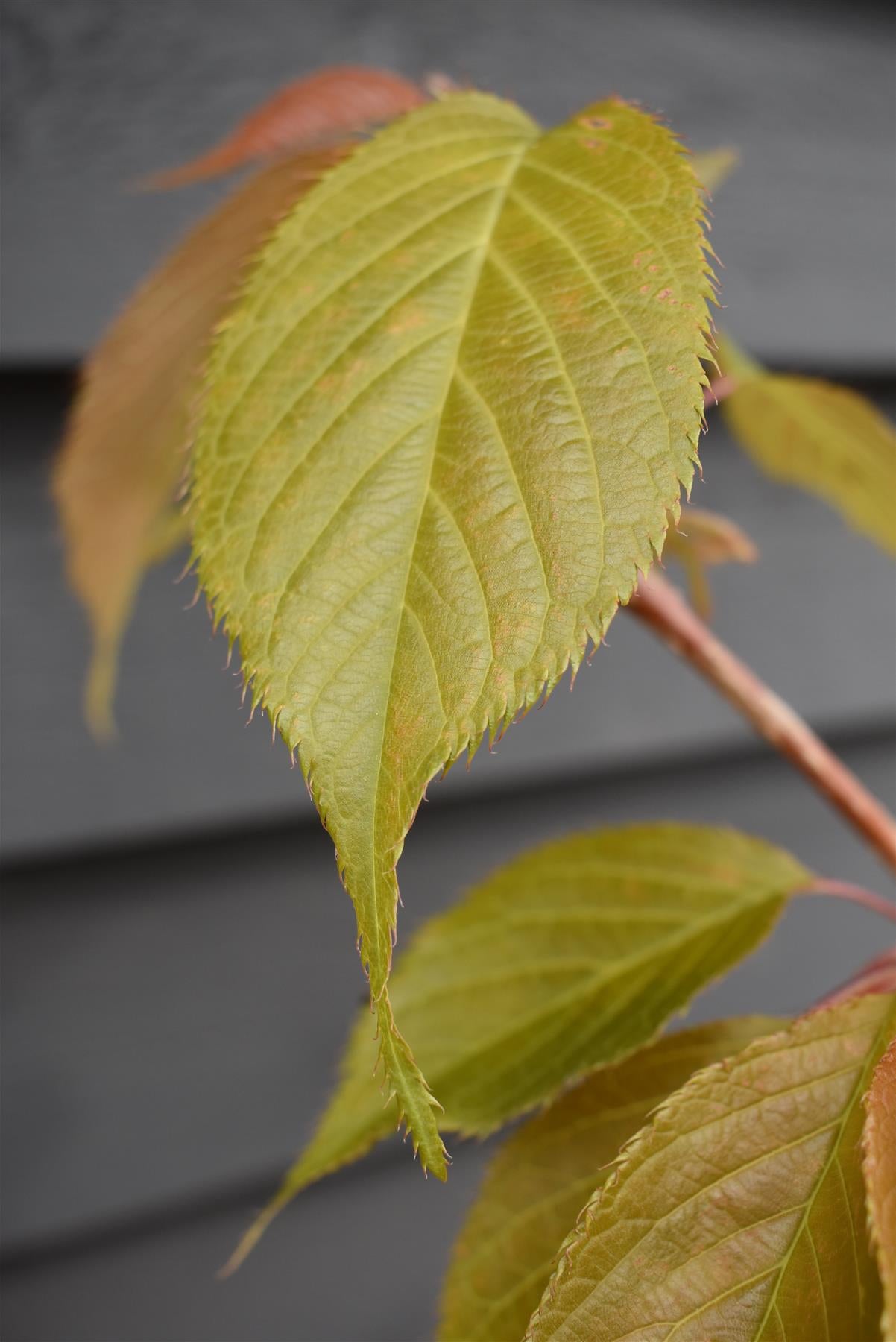 Flowering Cherry | Prunus 'Chocolate Ice' - 180-220cm - 12lt