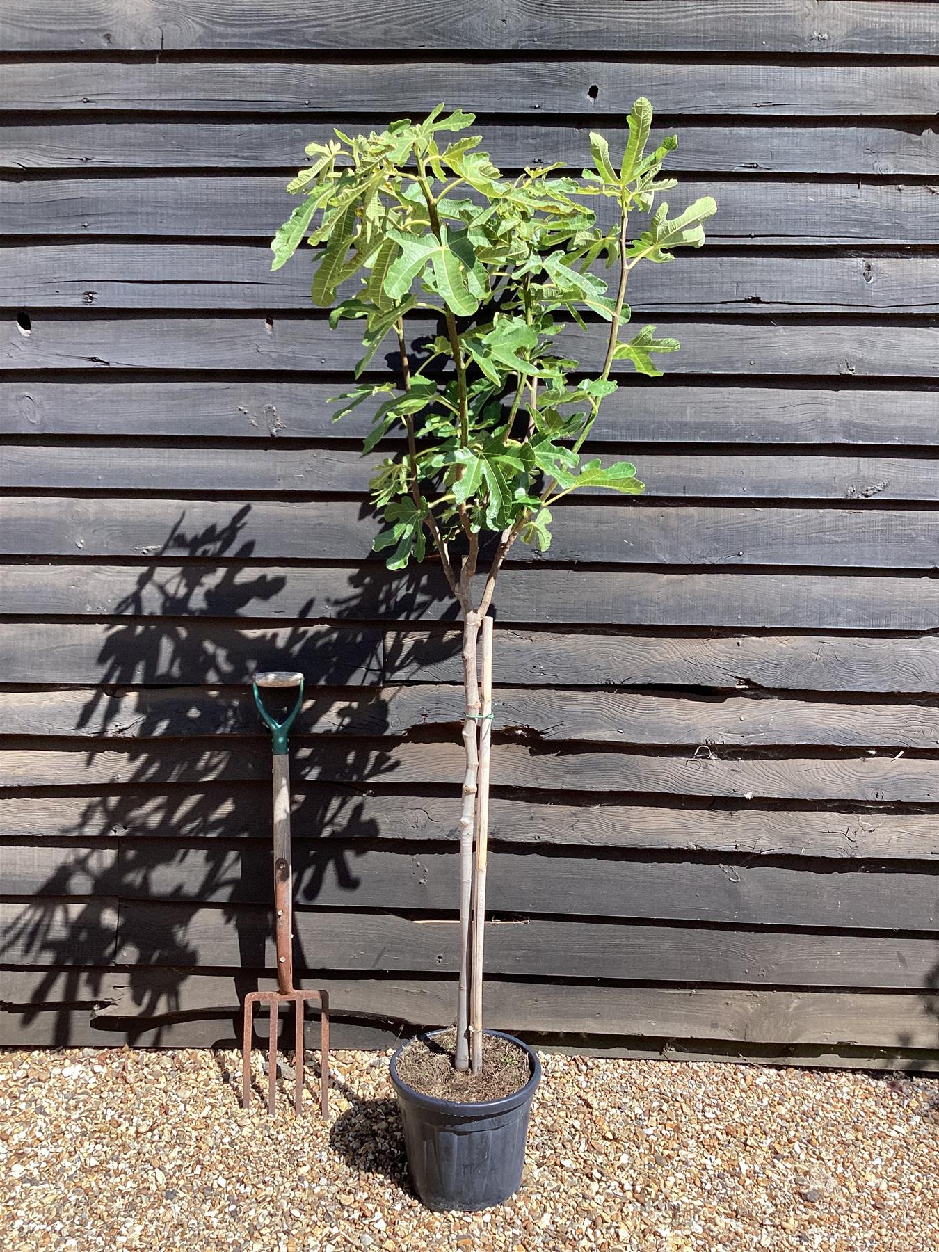 Fig | Ficus carica 'Ice Crystal' - Girth 10-12cm - 120-140cm - 15lt