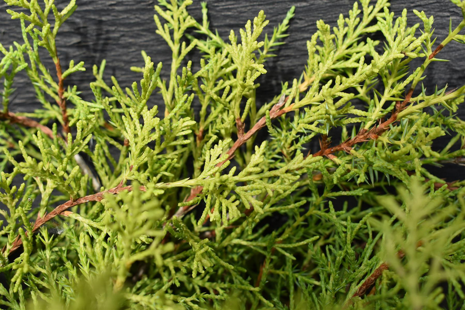 Juniperus x media 'Old Gold' - Width 30-40cm - Height 15-25cm - 5lt