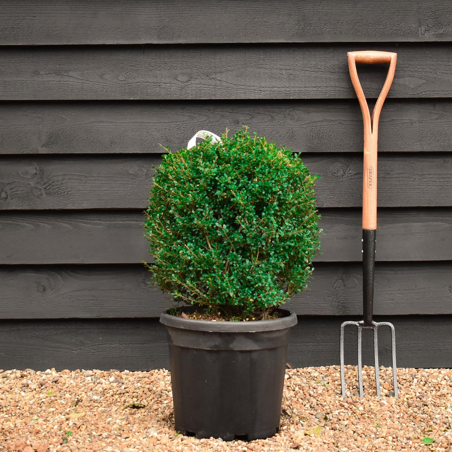 Ilex Crenata 'Stokes' - Ball - Width 40cm Height 40cm - 20lt