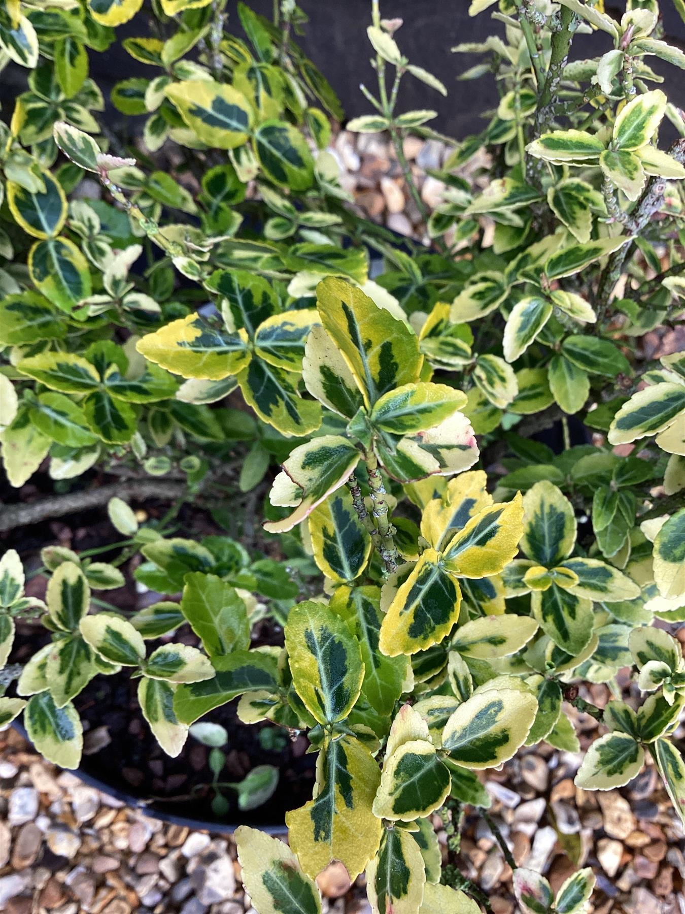 Euonymus Emerald N Gold - 25-35cm, 10lt