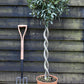 Laurus nobilis - Double Spiral - 1/2 Standard - 120cm - 15lt