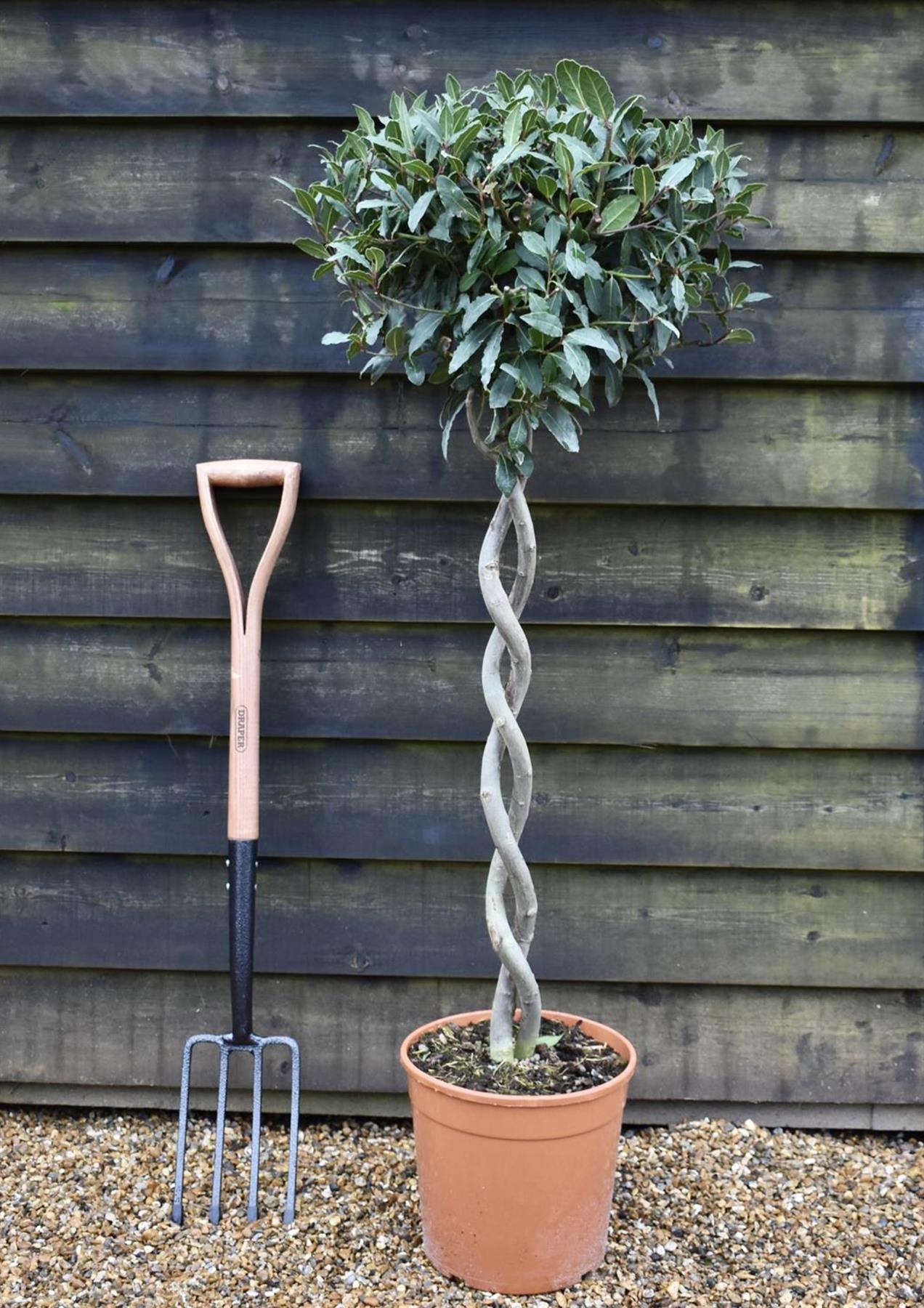 Laurus nobilis - Double Spiral - 1/2 Standard - 120cm - 15lt