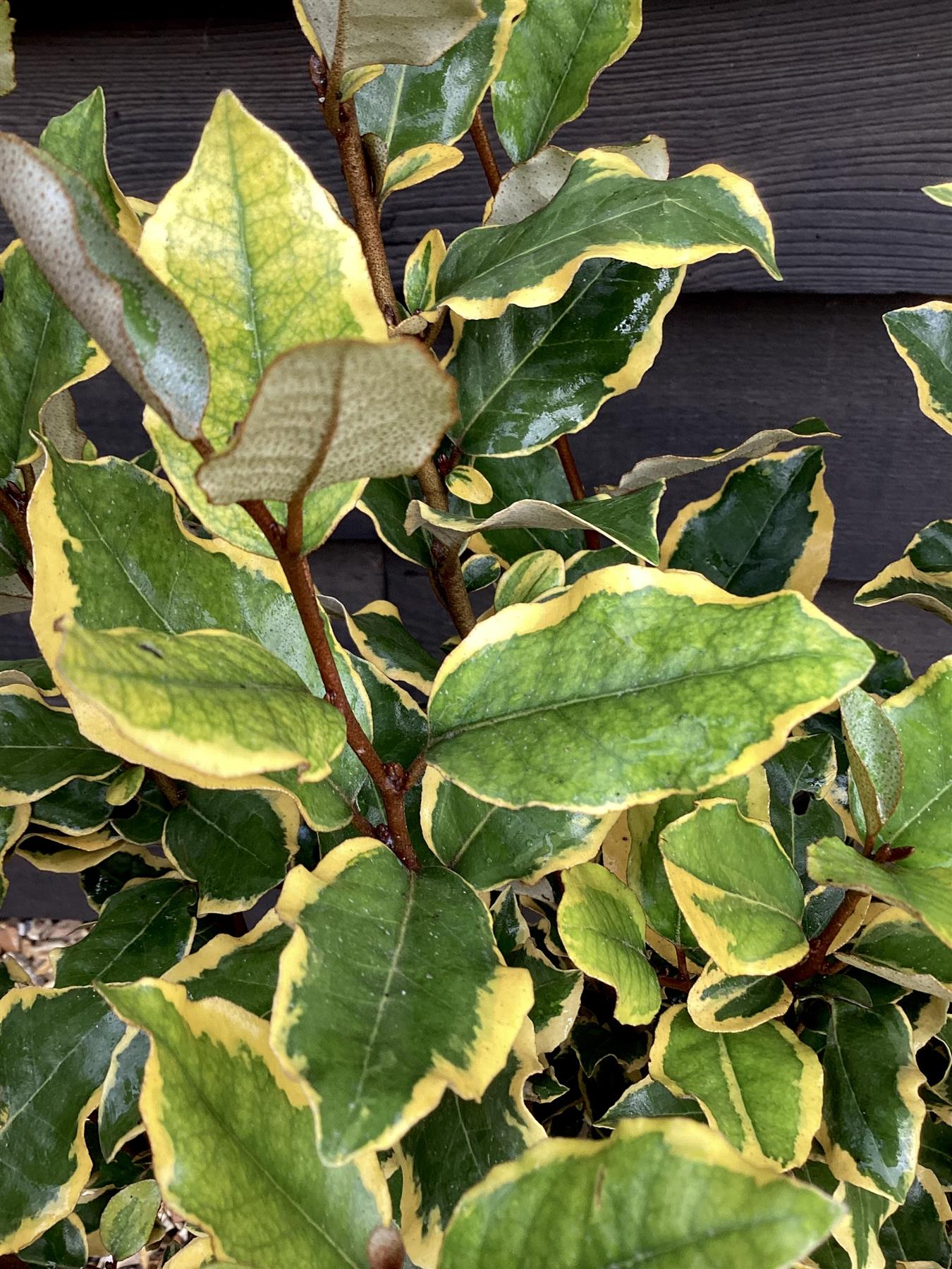 Elaeagnus ebbingei 'Viveleg' - Shrub - Hedging - Height 60-70cm - 5lt