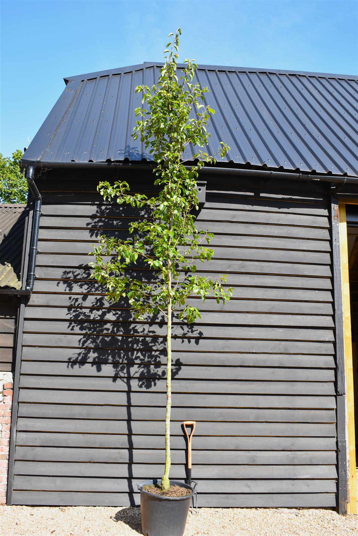 Pyrus calleryana 'Chanticleer' - Clear Stem - Standard - Height 290-310cm - 70lt