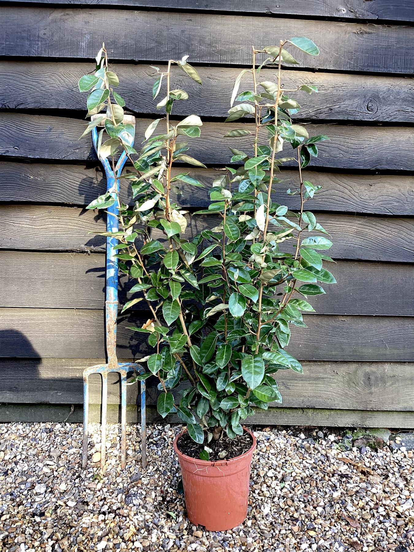 Elaeagnus ebbingei | Ebbing's Silverberry - Height 60-70cm - 5lt ...