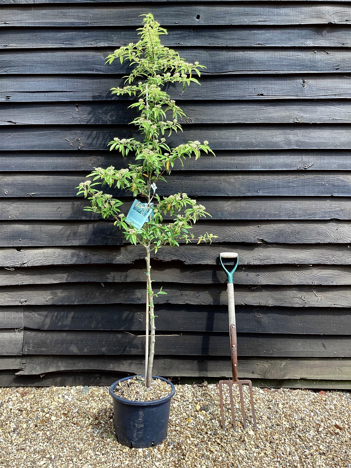 Cotoneaster 'Rothschildianus' | Willow-Leaved Cotoneaster - 220-250cm, 20lt