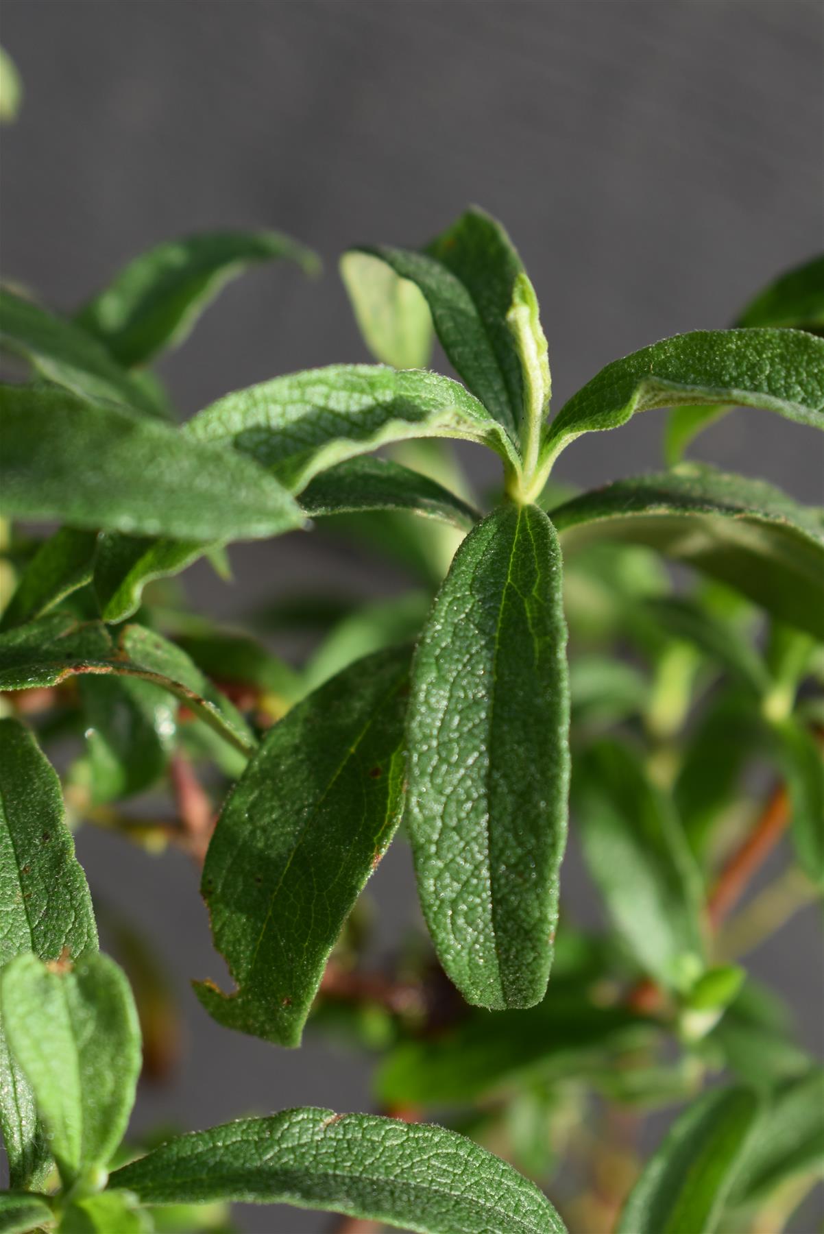 Cistus x pulverulentus 'Alan Fradd' | Purple-flowered Rock Rose - 30-40cm, 5lt