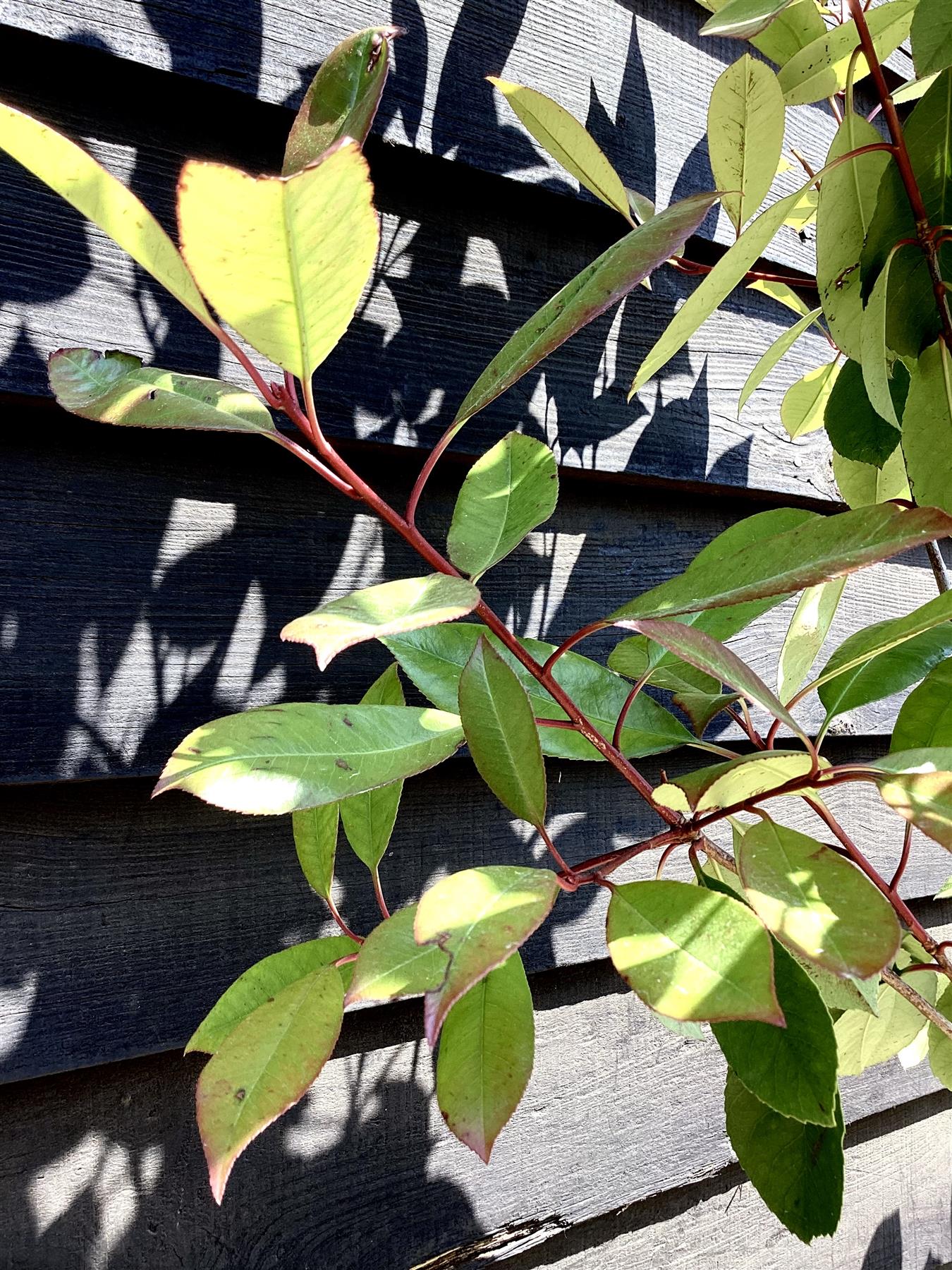 Photinia x fraseri Red Robin - Tree - 180 - 200cm - 12lt