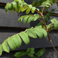 Sorbus aucuparia Cardinal Royal | Mountian Ash - 280-300cm - 20lt