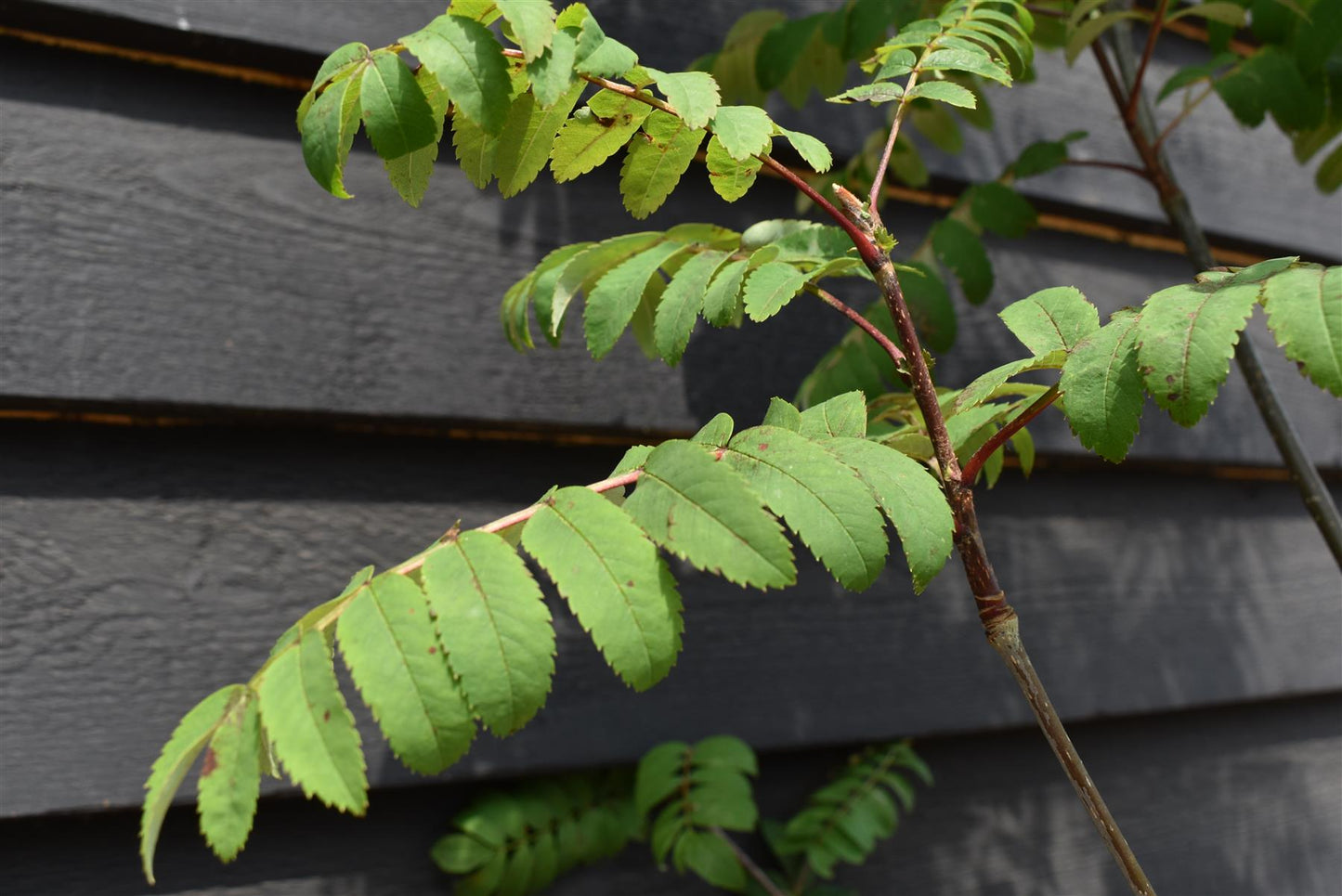 Sorbus aucuparia Cardinal Royal | Mountian Ash - 280-300cm - 20lt