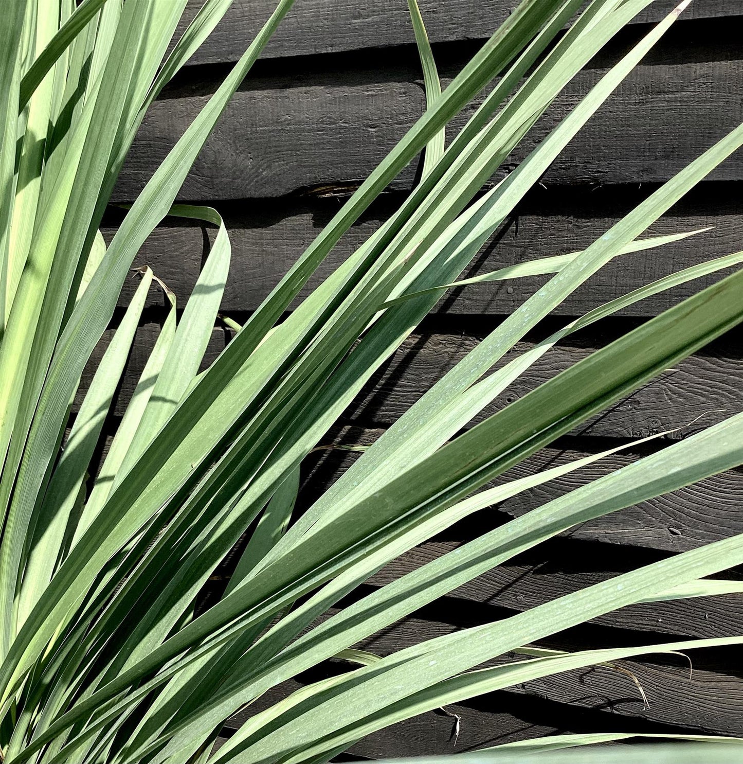 Cordyline australis | New Zealand Cabbage Palm - Stem 20cm - Height 90-110cm - 30lt