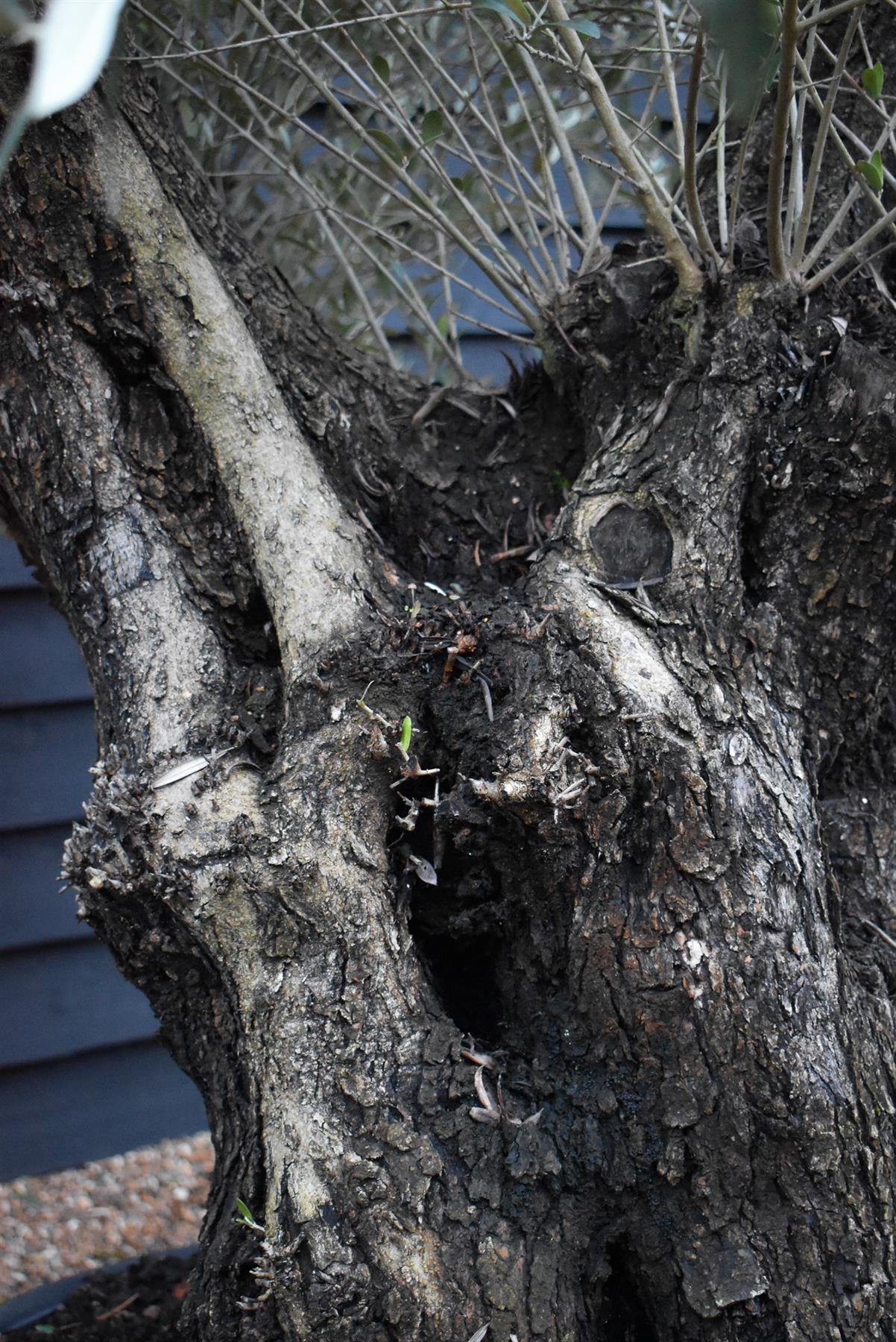 Olive Tree |  Olea Europea - Specimen - Leaning Triple branched Gnarly - Trunk height 80cm - Height 180-200cm - Girth 140cm - 240lt