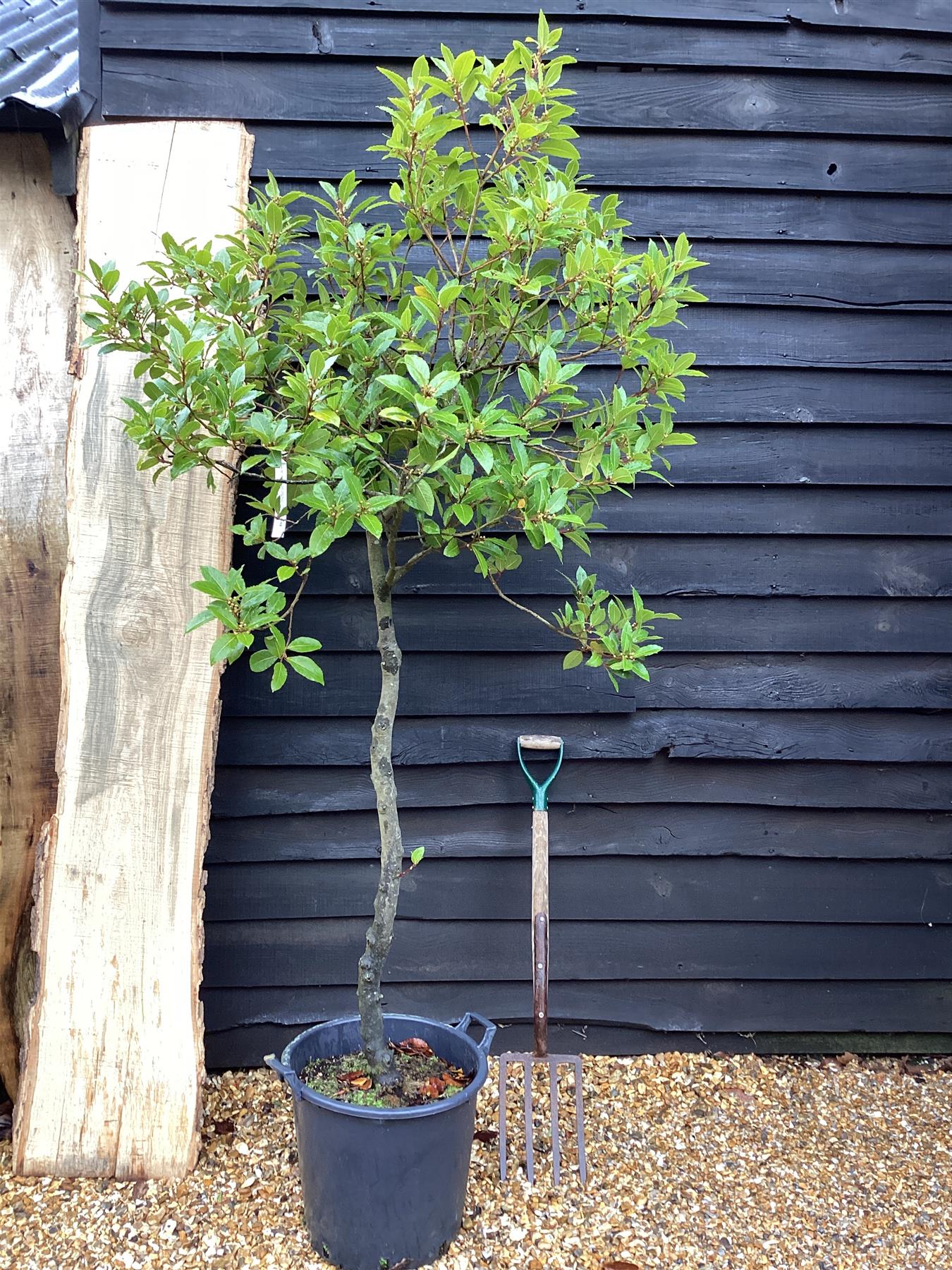 Laurus Nobilis 1/2 Standard | Bay laurel tree - 180-200cm, 35lt