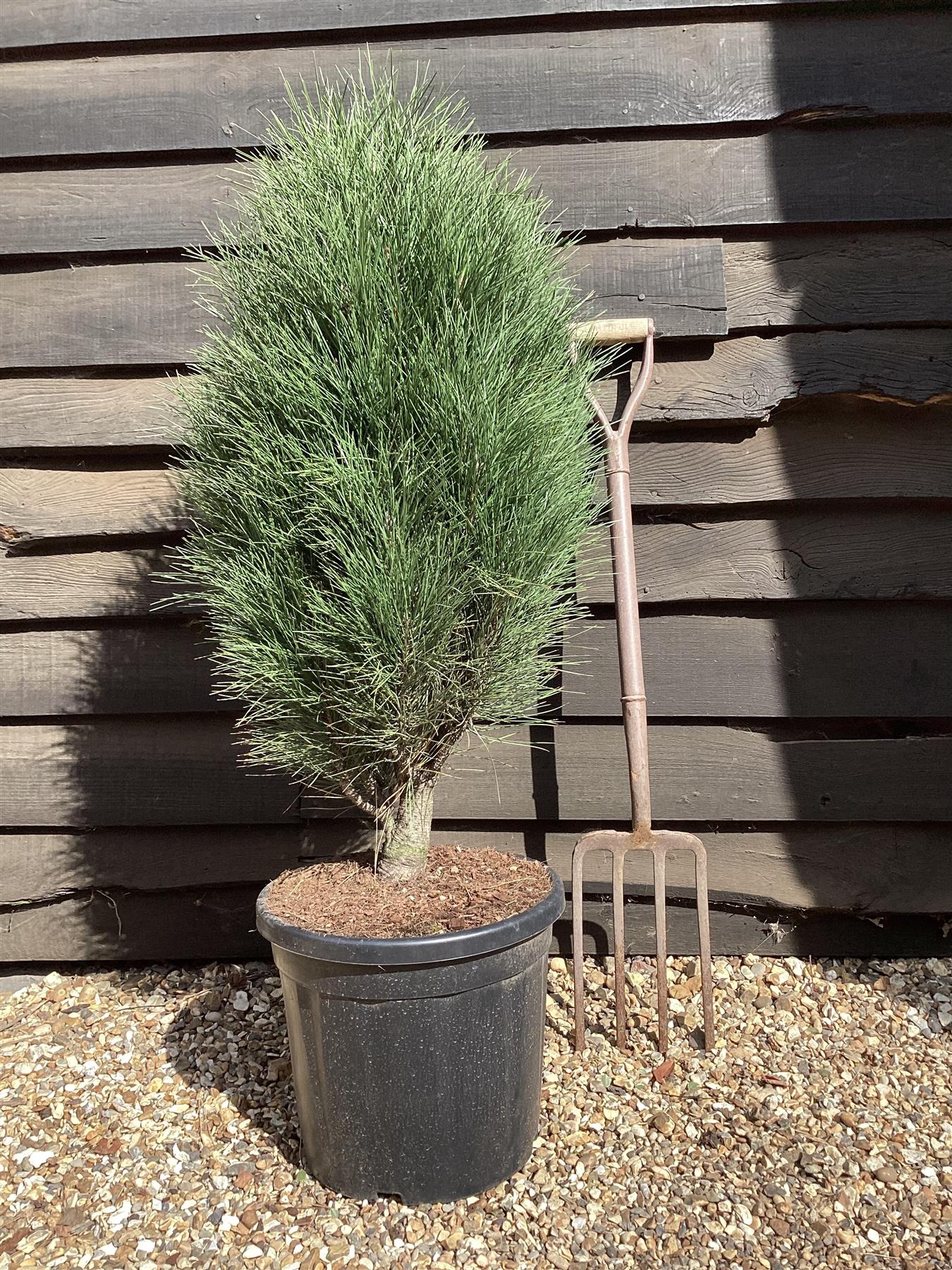 Pinus Nigra Green Tower - Height 75cm - Width 40-60cm - 11lt