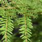 Tsuga heterophylla | Western Hemlock - Height 220-240cm - 40lt