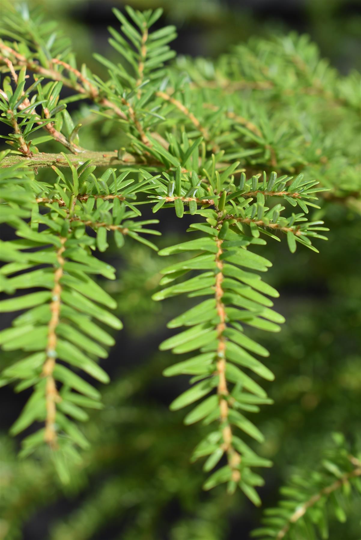 Tsuga heterophylla | Western Hemlock - Height 220-240cm - 40lt