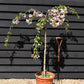 Prunus 'Kiku-shidare-zakura' | Japanese Weeping Cherry - Girth 10-12cm - 130-190cm - 25lt