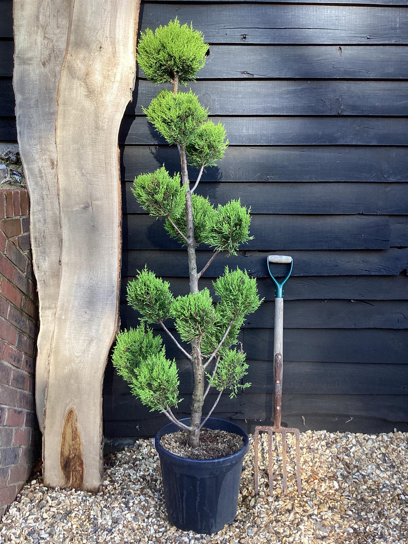 Cupressus Macrocarpa Goldcrest 14 Ball Ponpon- 25lt