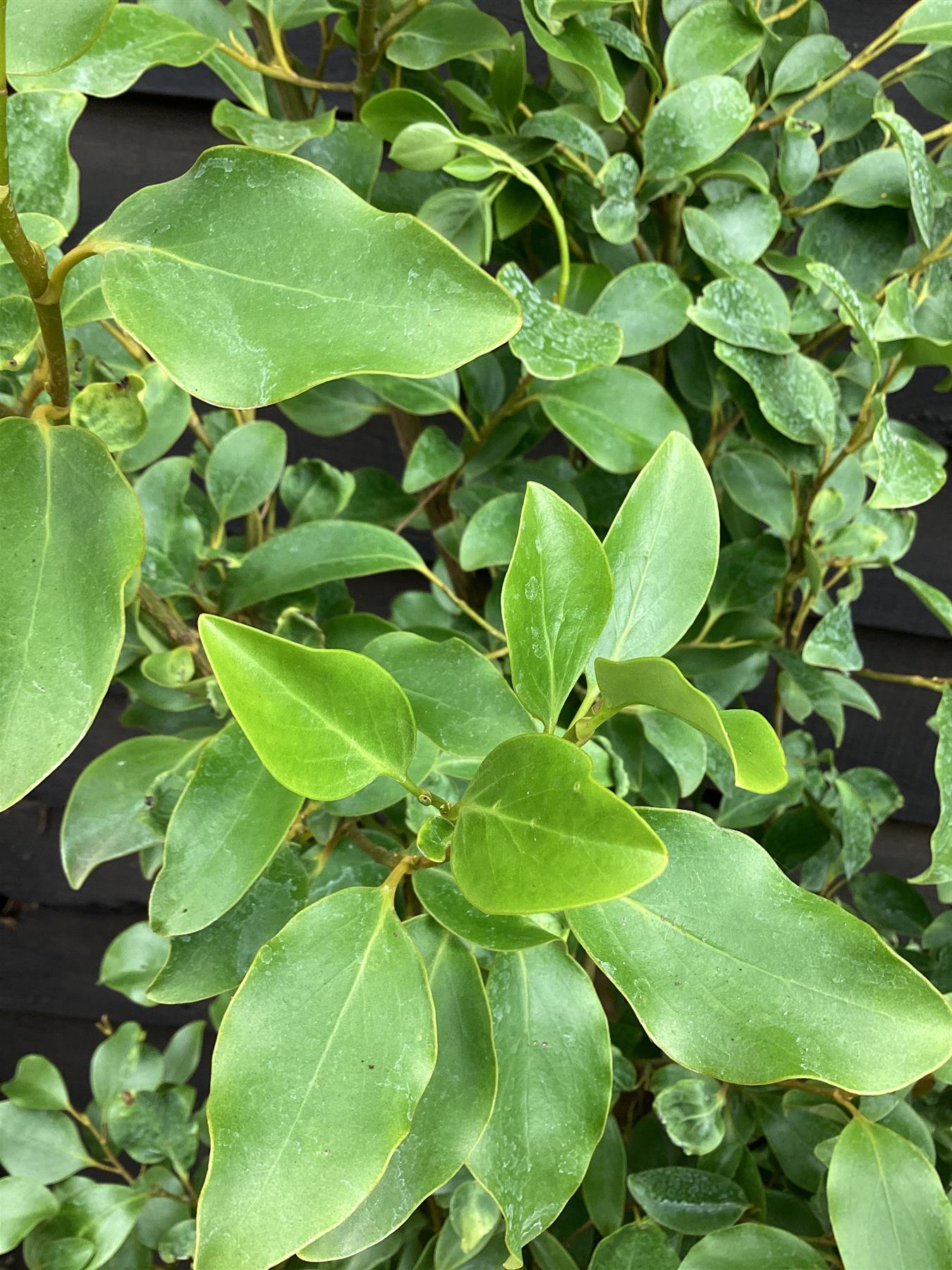 Griselinia littoralis - Height 180cm - 25lt