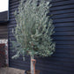 Olive Tree Picual | Olea Europea - Girth 30-36cm - Clear Stem 50-80cm - Height 250-300cm - 70lt