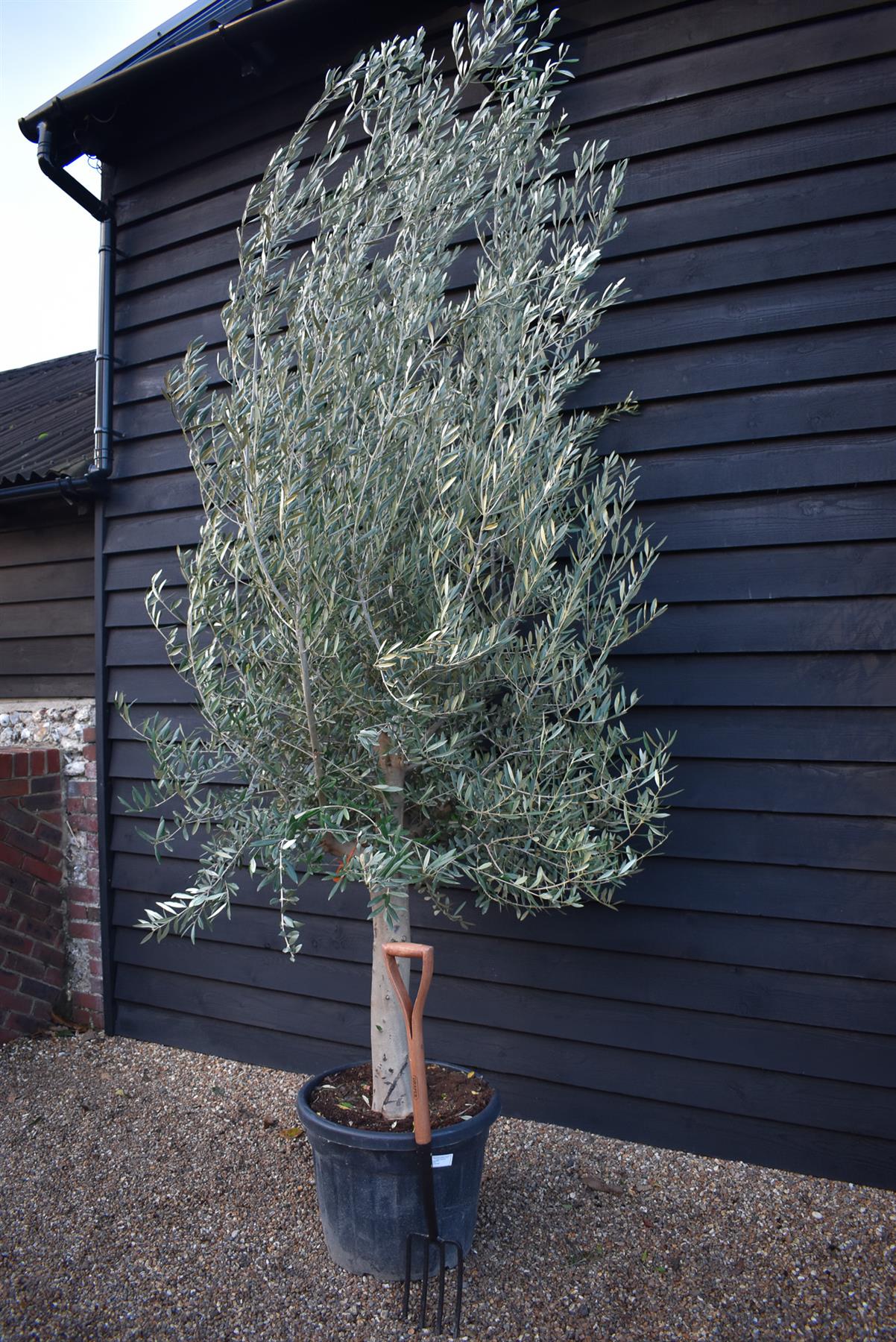 Olive Tree Picual | Olea Europea - Girth 30-36cm - Clear Stem 50-80cm - Height 250-300cm - 70lt