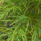 Acer palmatum dissectum | laceleaf Japanese maple -  Clear Stem 55cm - Height 130-140cm - 235lt