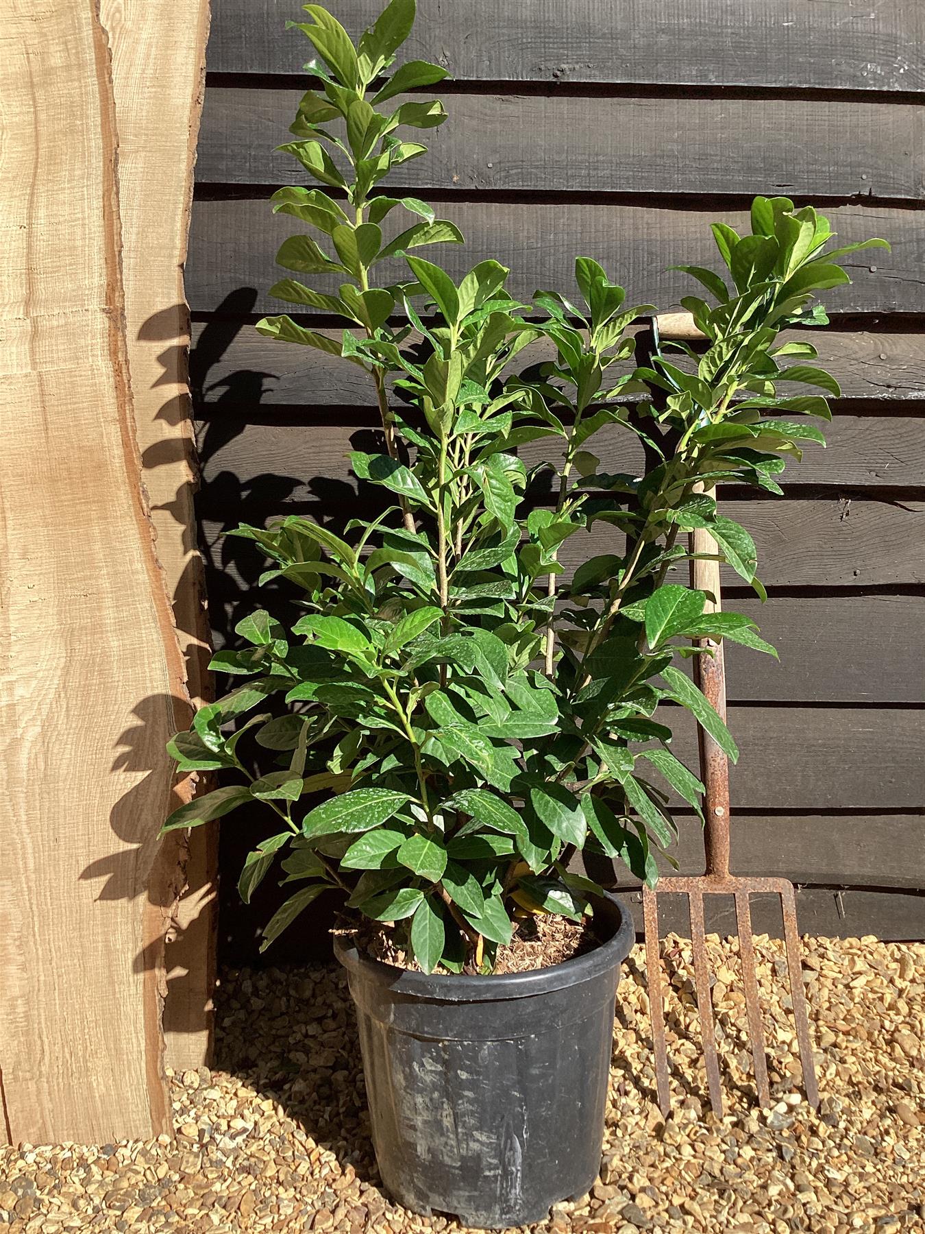 Cherry Laurel ‘Novita’ - 180-190cm, 20lt