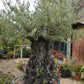 Olive Tree | Olea Europea 1/2 Std Crown - 190-200cm, 375lt