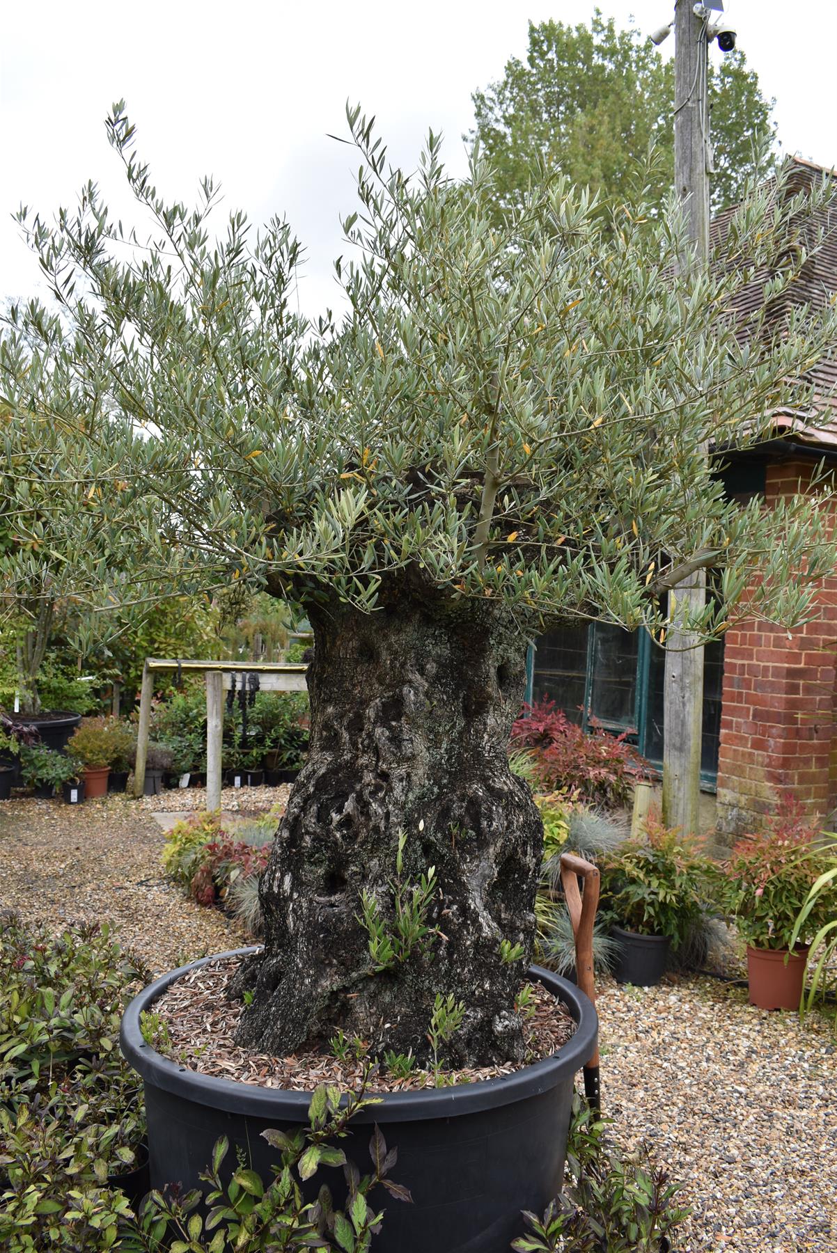 Olive Tree | Olea Europea 1/2 Std Crown - 190-200cm, 375lt