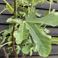 Fig | Ficus carica 'Little Miss Figgy' - Half Standard - Height 180-200cm - 35lt