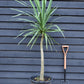 Cordyline australis (cabbage palm) - Height 160-170cm - 30lt