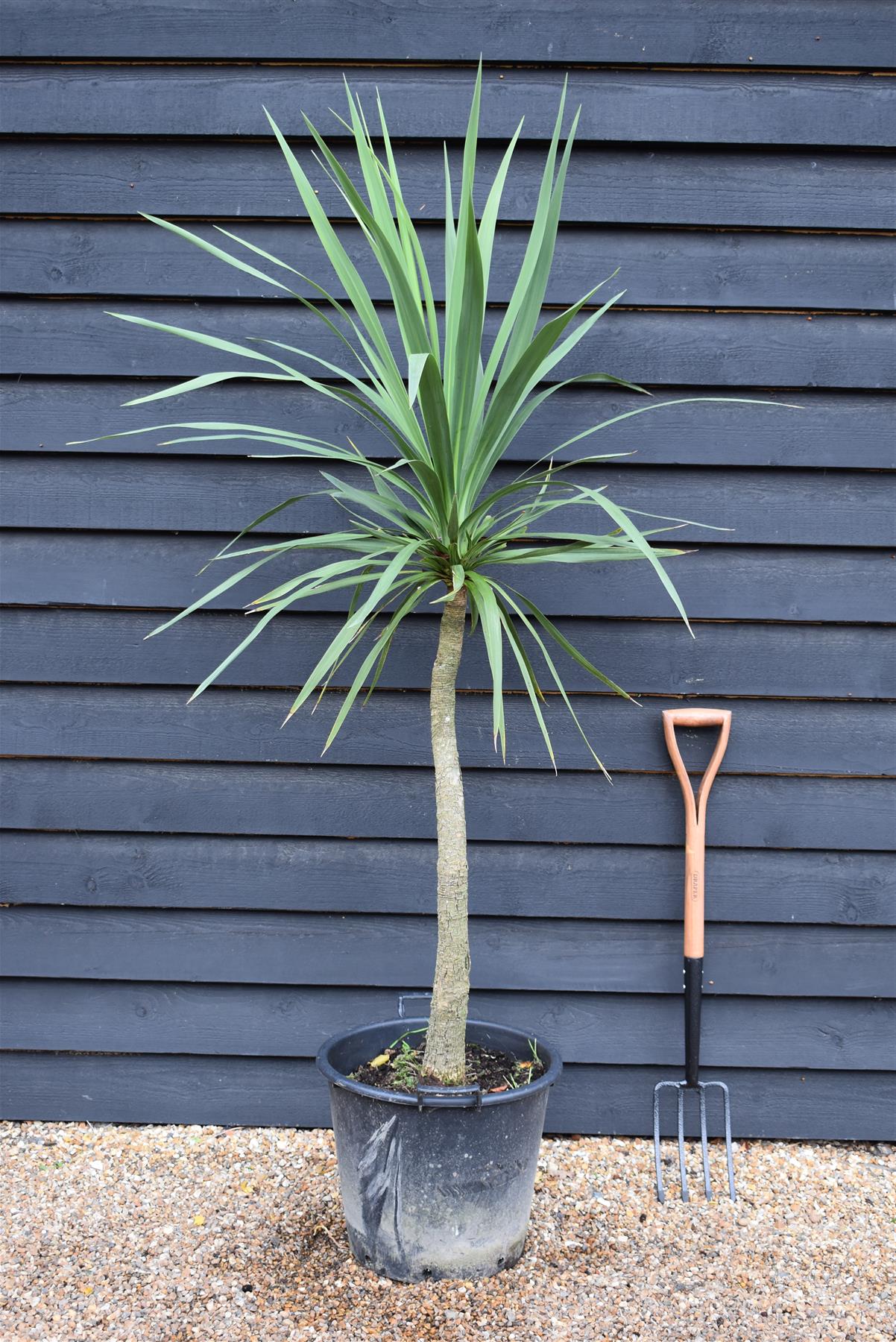 Cordyline australis (cabbage palm) - Height 160-170cm - 30lt