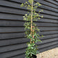 Holm Oak | Evergreen Oak | Quercus ilex - Height 120-140cm -  2-3 years old - Pot Grown - 10lt