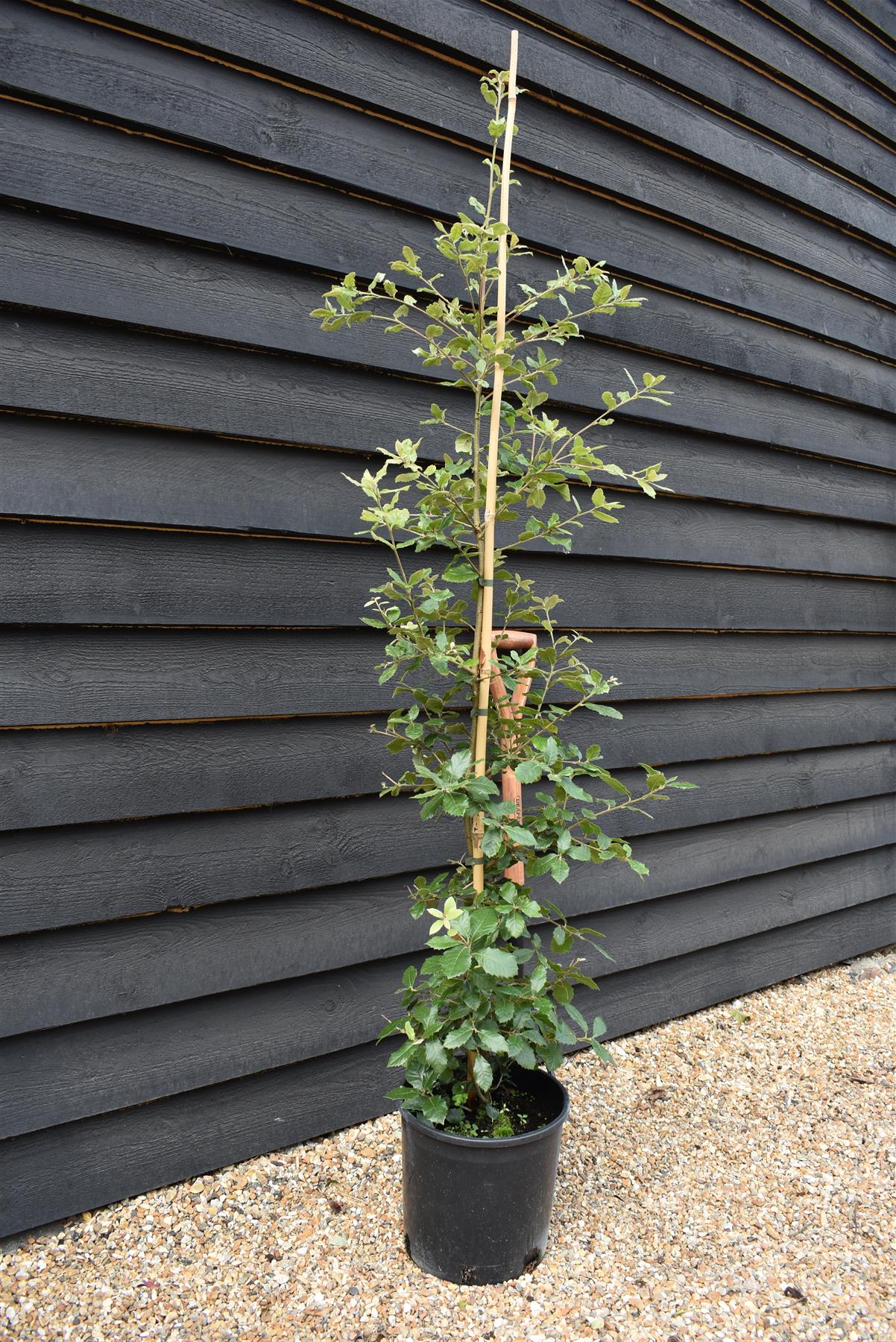 Holm Oak | Evergreen Oak | Quercus ilex - Height 120-140cm -  2-3 years old - Pot Grown - 10lt