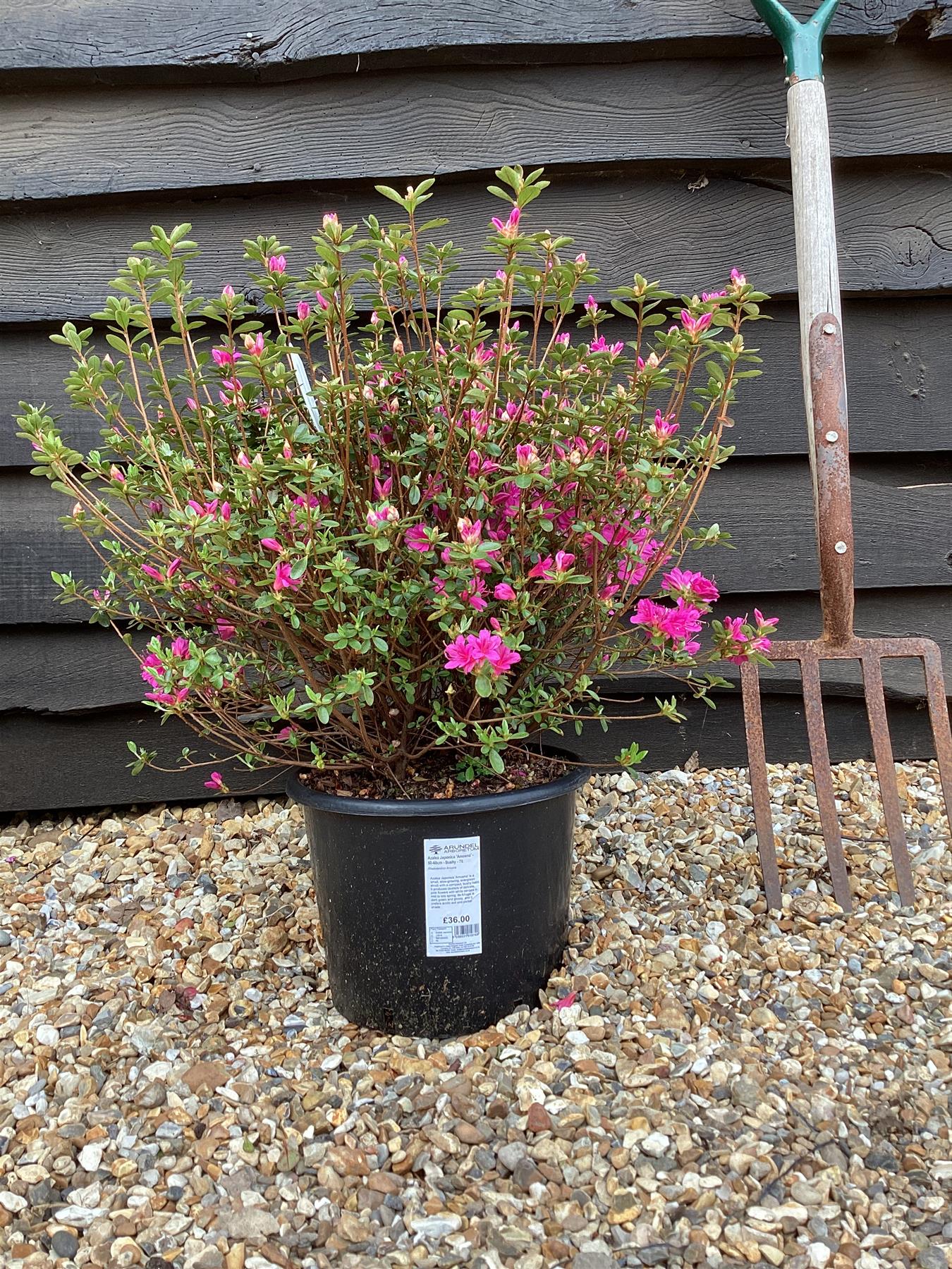 Azalea Japonica Amoena - Purple Flower | Rhododendron Amoena - Bushy - Height 40-50cm - 10lt