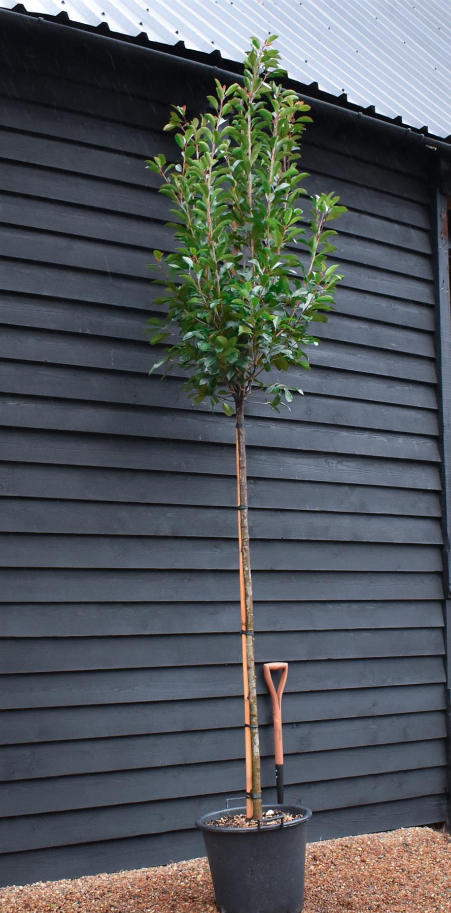 Photinia Red Robin | Christmas berry 'Red Robin' - 400-420cm - 10cm - 45lt