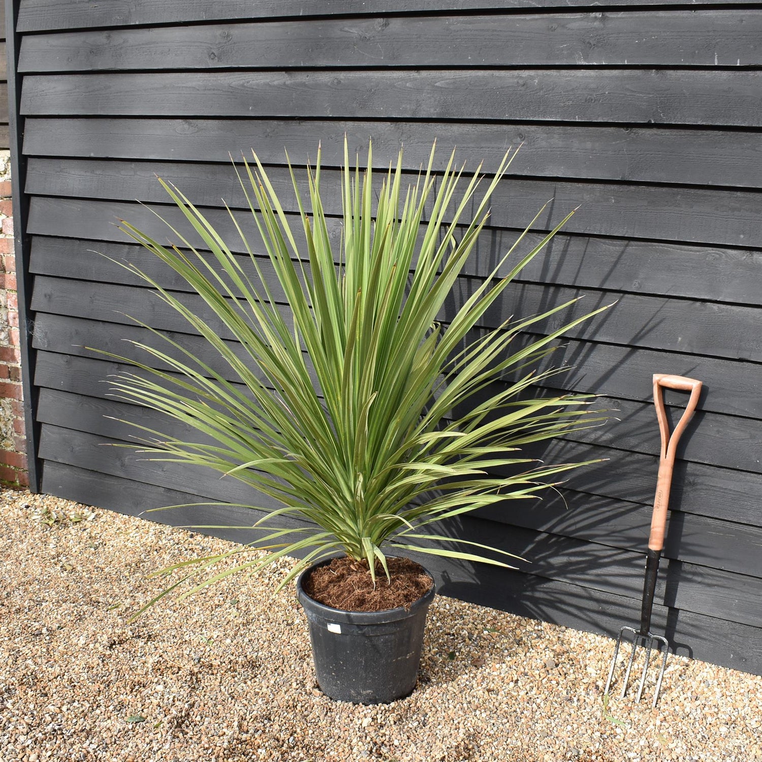 Cordyline australis | New Zealand Cabbage Palm - Stem 10-20cm - Height 90-110cm - 30lt