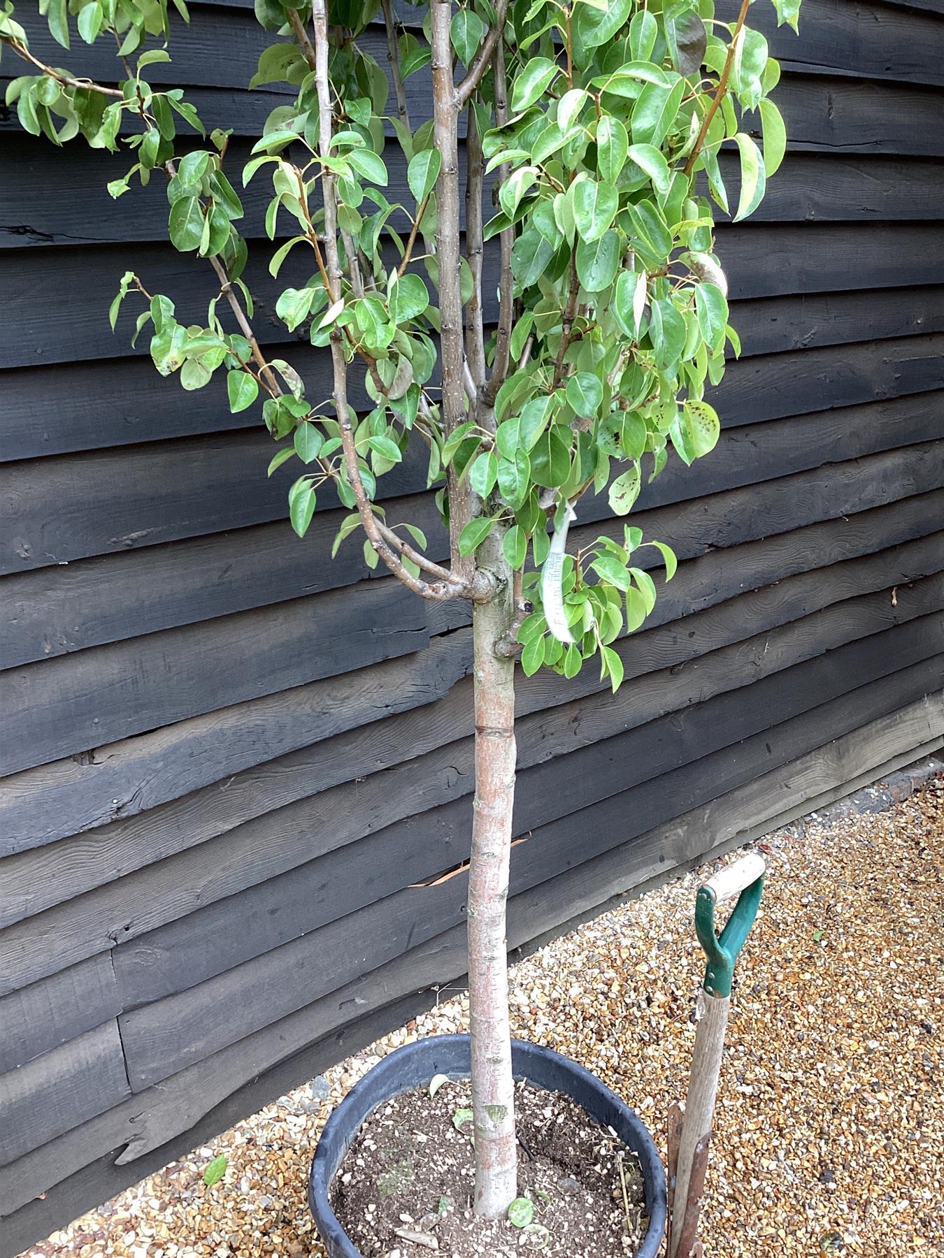 Pear Conference | Pyrus communis - 300-320cm, 90lt