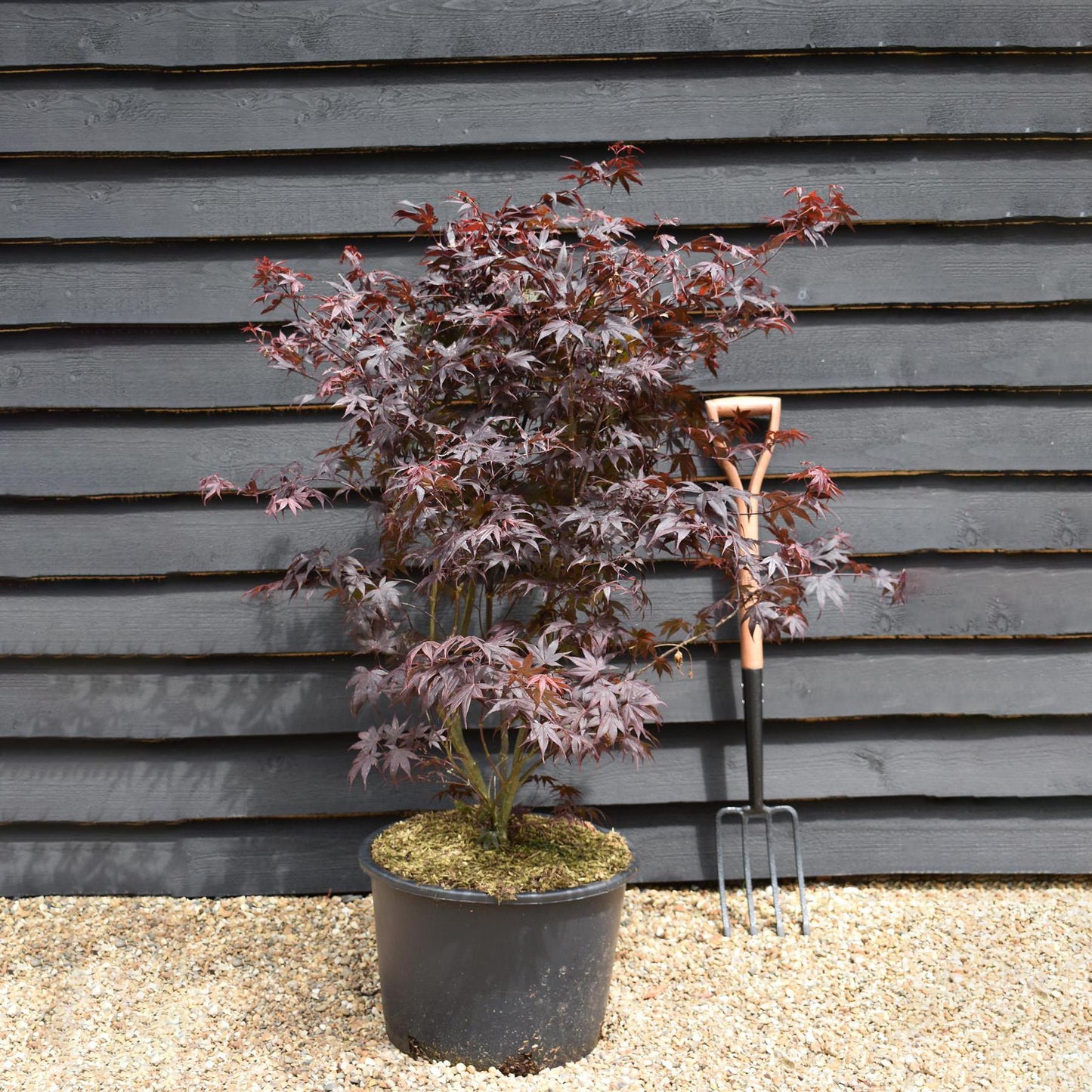 Acer palmatum 'Bloodgood' | Bloodgood Japanese Maple - 150-170cm - 30lt