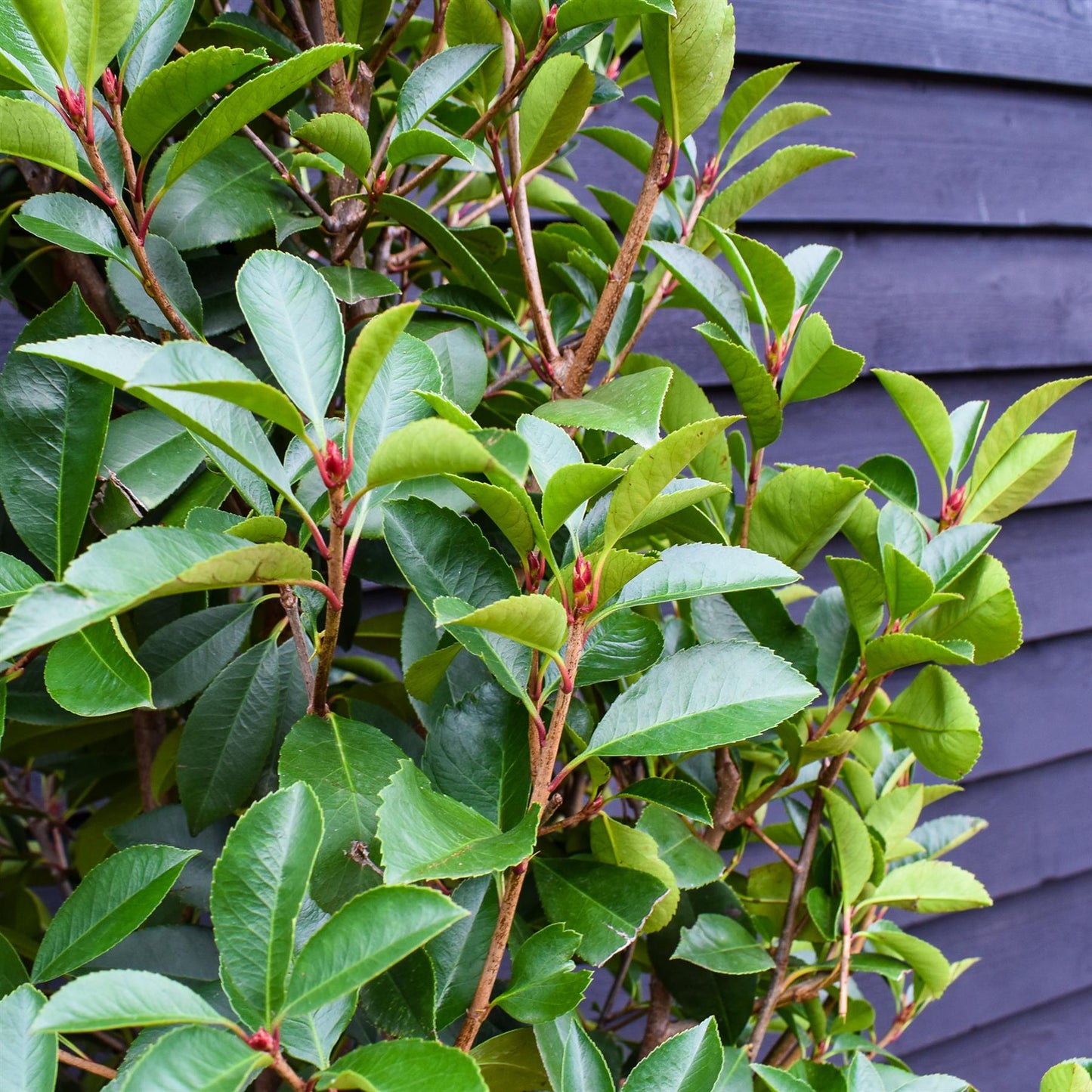 Photinia Red Robin - Bush - Tall Hedging - Height 180-200cm - 35lt