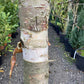 Betula ermanii | Erman's Birch - 400-420cm, 110lt