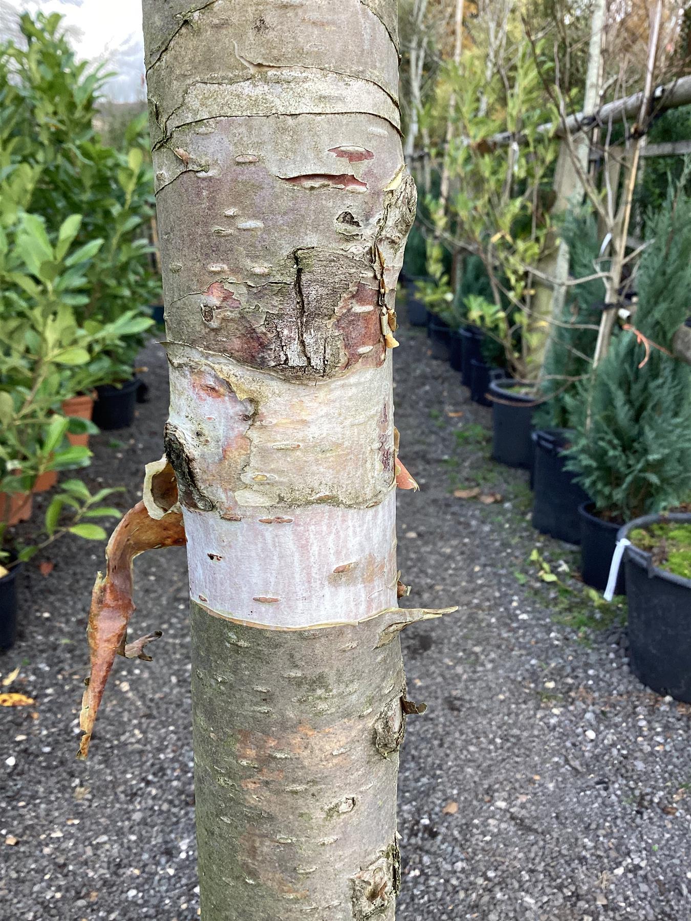 Betula ermanii | Erman's Birch - 400-420cm, 110lt