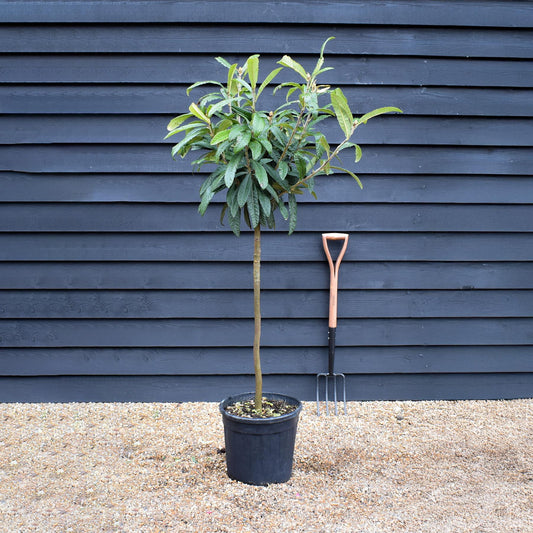 Eriobotrya japonica Tree | Loquat  - Clear Stem 90cm - Girth 08-10cm - Height 130-160cm - 15-25lt