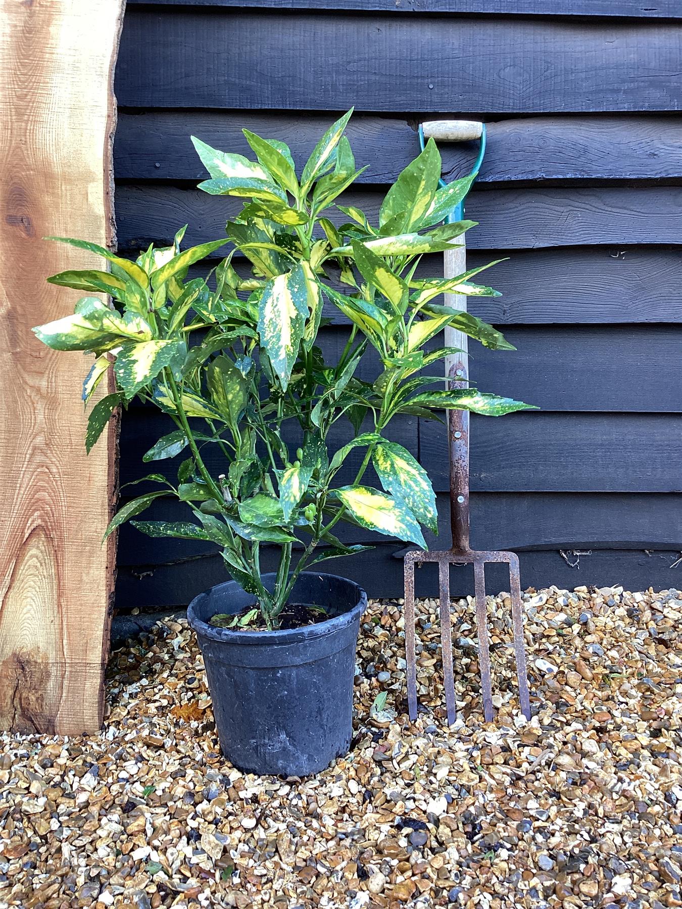 Aucuba japonica 'Picturata' | Japanese laurel 'Picturata' - 100-110cm, 10lt