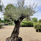 Olive Tree | Olea Europea - Mature - Unique - Cloud - 230cm - 500lt