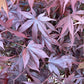 Acer palmatum 'Bloodgood' | Japanese maple 'Bloodgood' - Height 160-200cm - 20-25lt